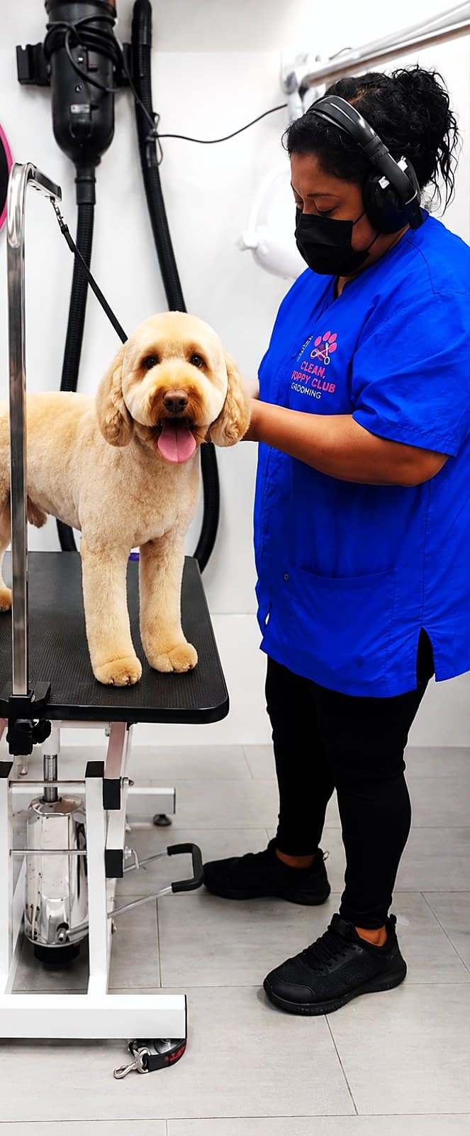 The owner grooming a Goldendoodle on the table
