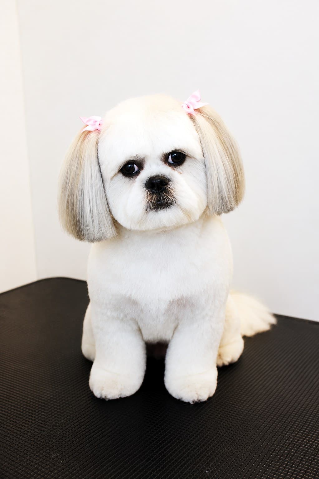 A cream Shih Tzu with a neat face trim