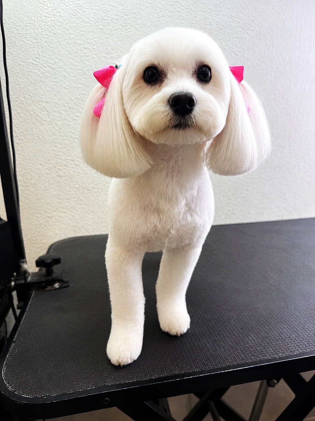 A white Maltese with a pink bow after a bath and trim