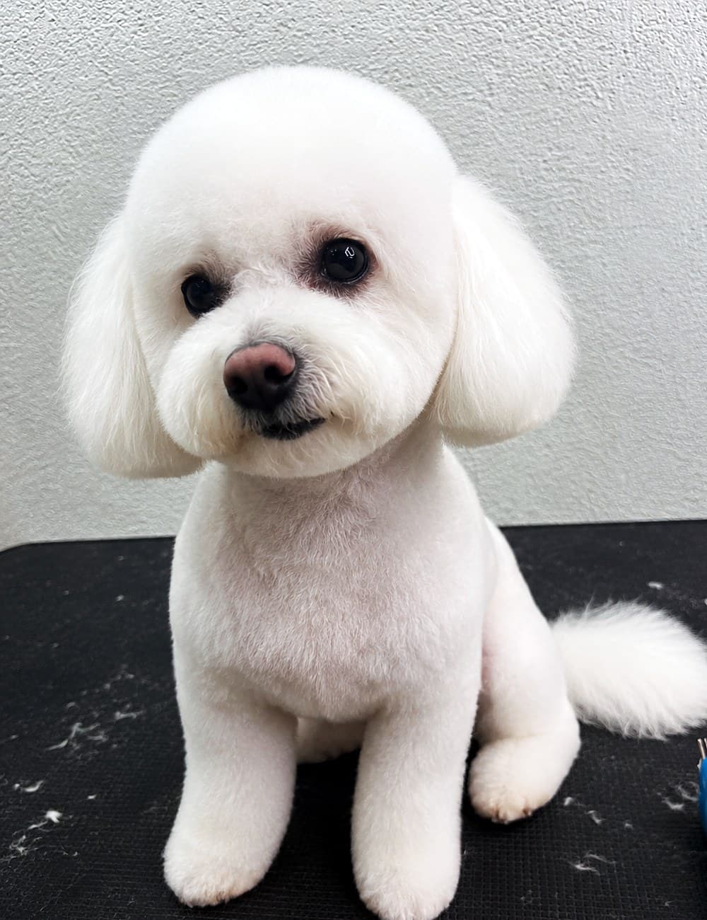 A white Bichon, freshly groomed, sitting on the table