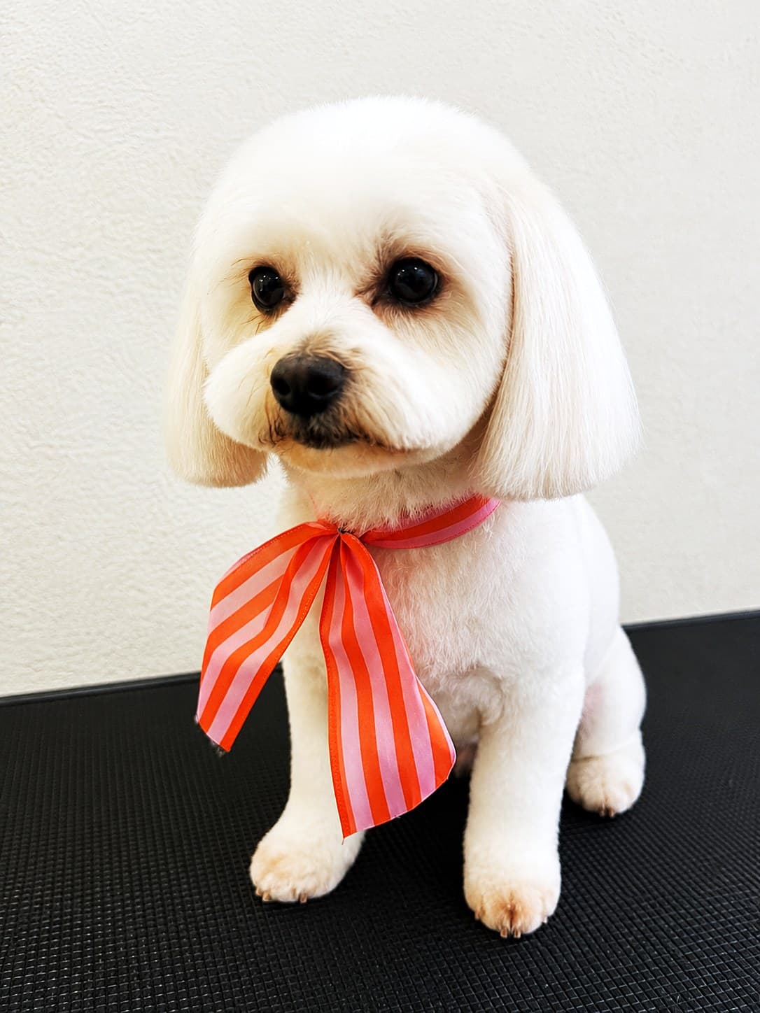 A white Bichon with a striped ribbon