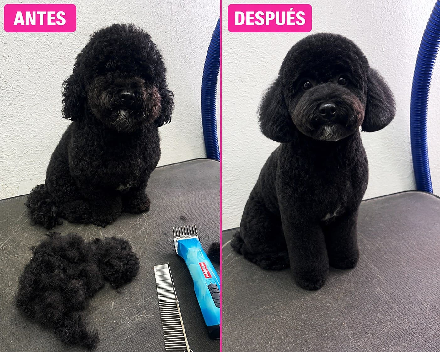 Before and after: a black Poodle, matted then groomed