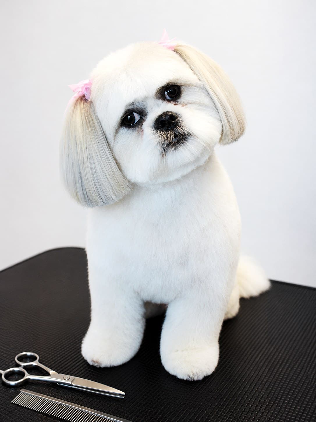 A Shih Tzu with a rounded face trim and top-knot
