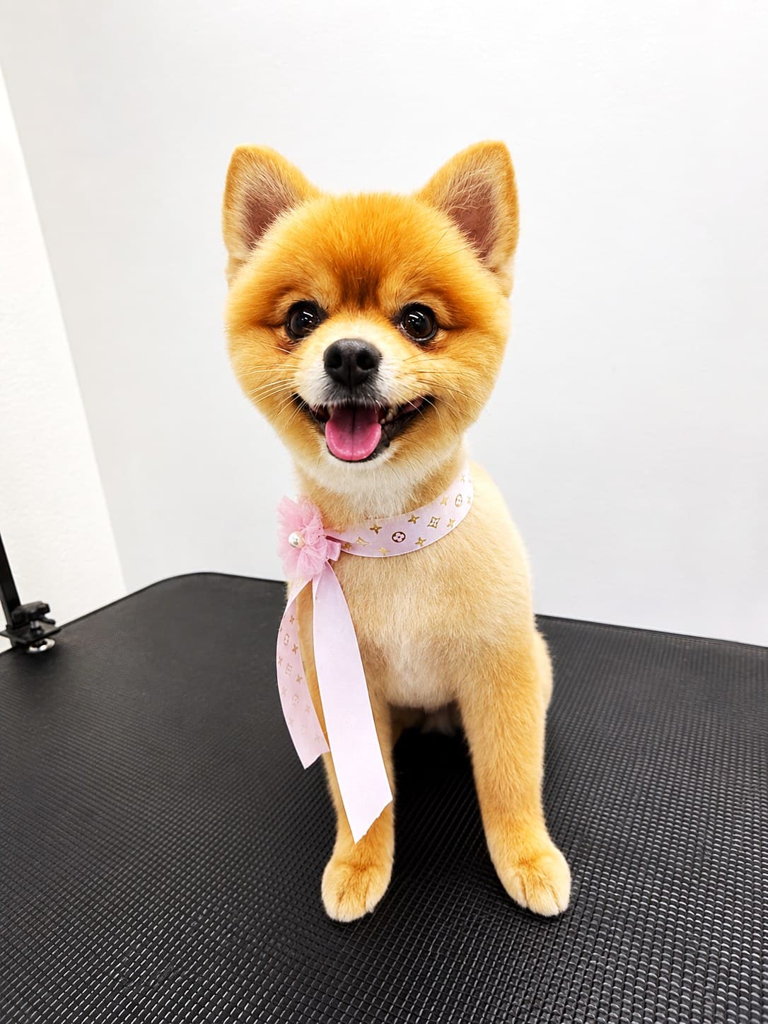 A smiling Pomeranian with a bandana