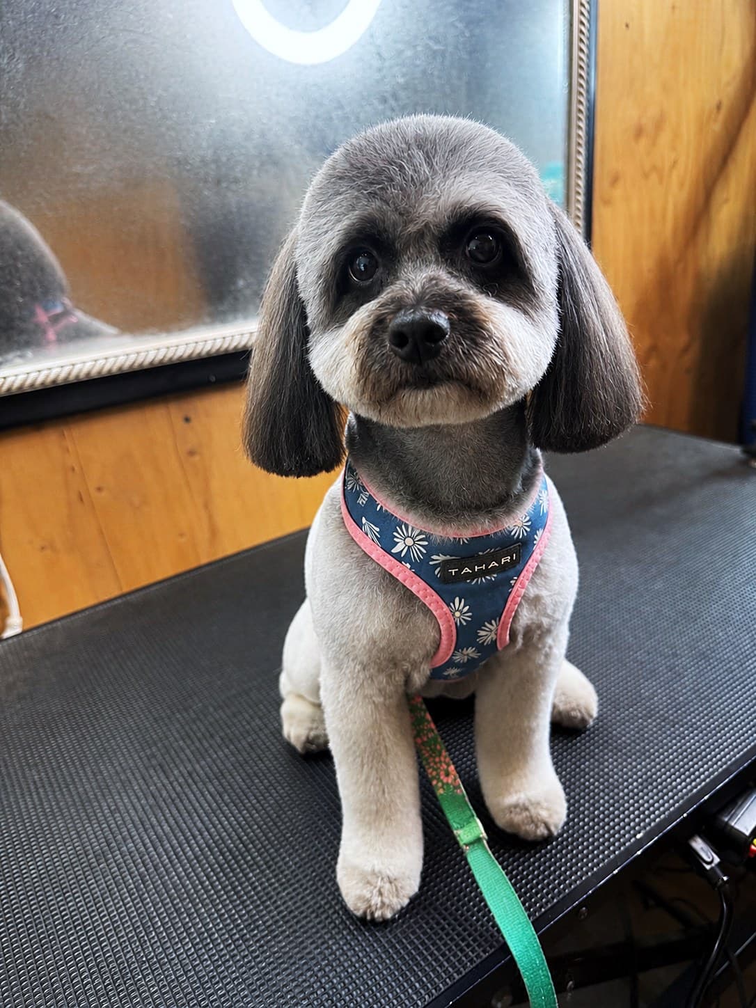 A grey Poodle mix in a harness after a trim