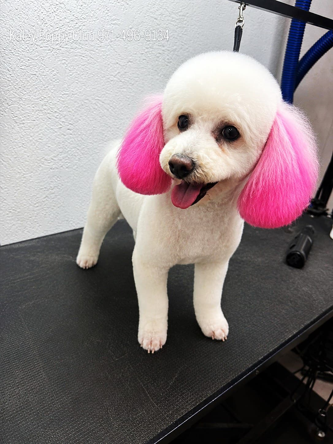 A white Poodle mix with pink-dyed ears
