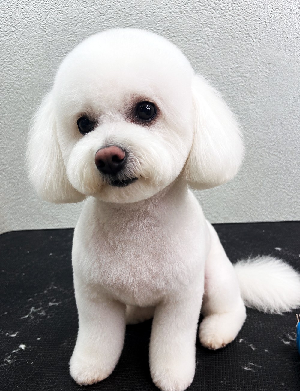 Clean Puppy Club